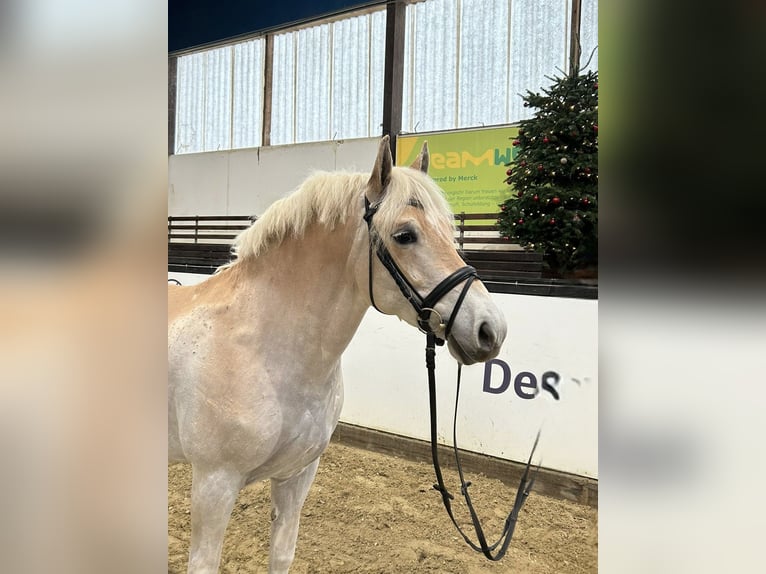 Haflinger Gelding 5 years 14,2 hh Chestnut-Red in Darmstadt