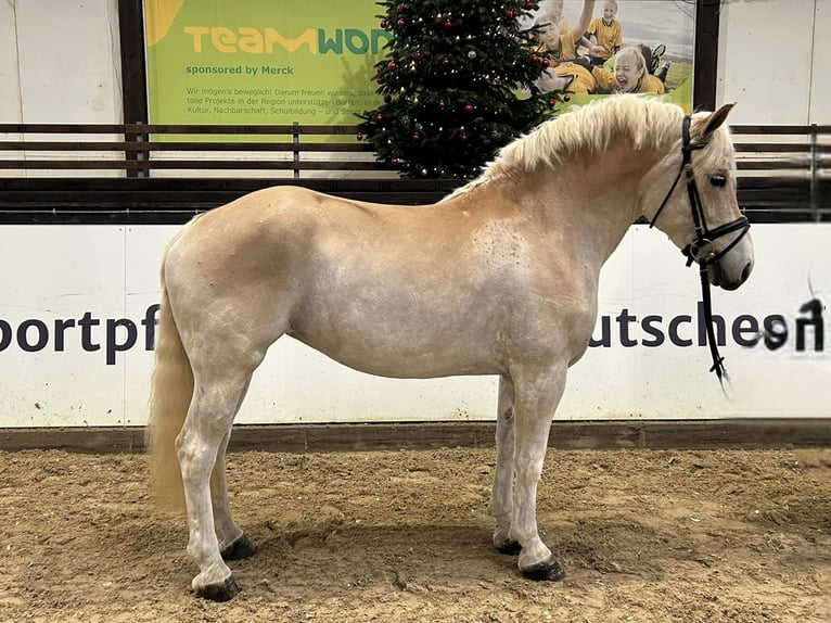 Haflinger Gelding 5 years 14,2 hh Chestnut-Red in Darmstadt