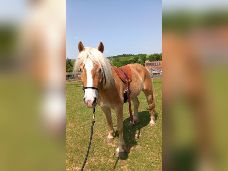 Haflinger Gelding 5 years 14,2 hh in Eggmanns 8