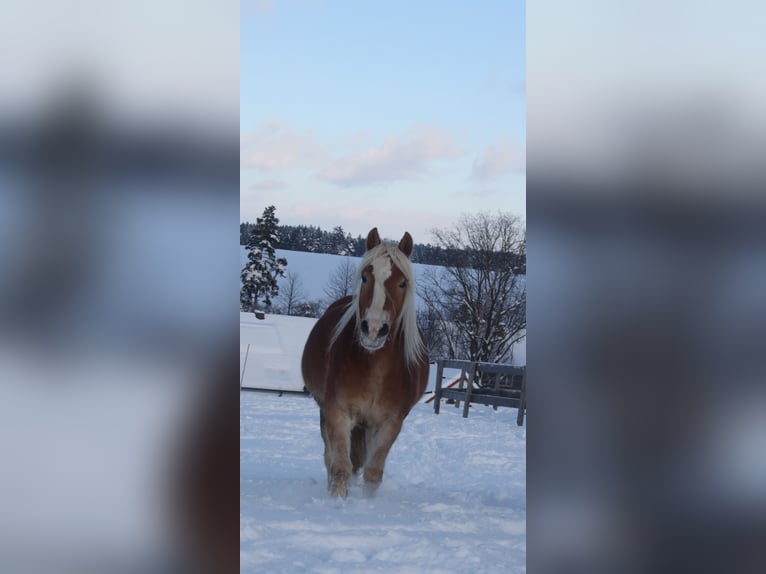 Haflinger Gelding 5 years 14,2 hh in Eggmanns 8