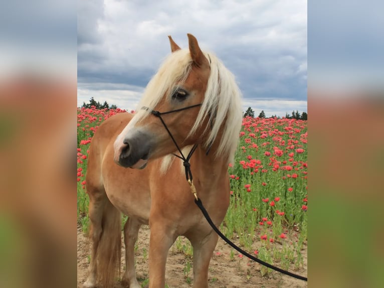 Haflinger Gelding 5 years 14,2 hh in Eggmanns 8