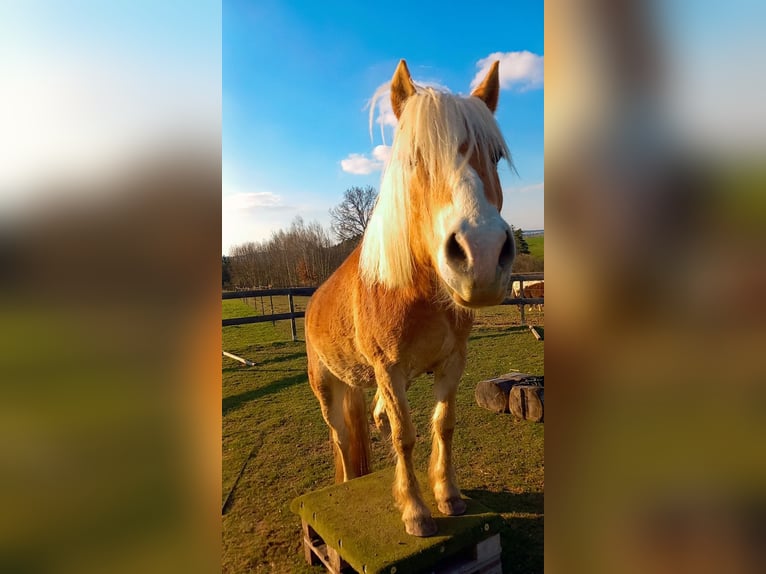 Haflinger Gelding 5 years 14,2 hh in Eggmanns 8