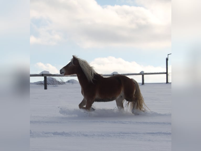 Haflinger Gelding 5 years 14,2 hh in Eggmanns 8