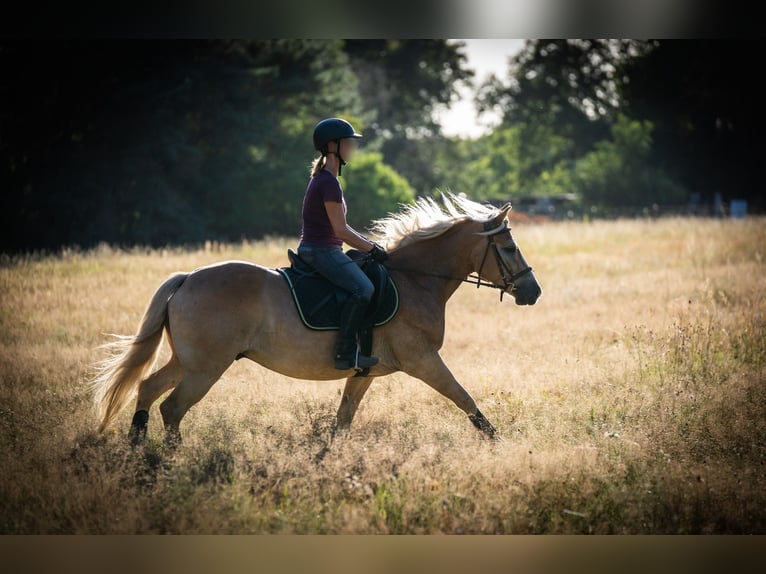 Haflinger Gelding 5 years 14,2 hh in Wildenbruch