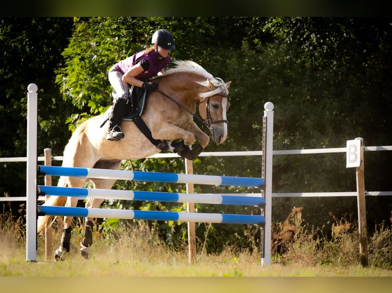 Haflinger Gelding 5 years 14,2 hh in Wildenbruch