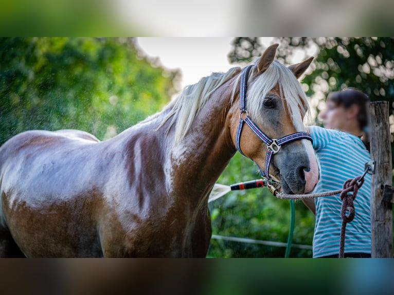 Haflinger Gelding 5 years 14,2 hh in Wildenbruch