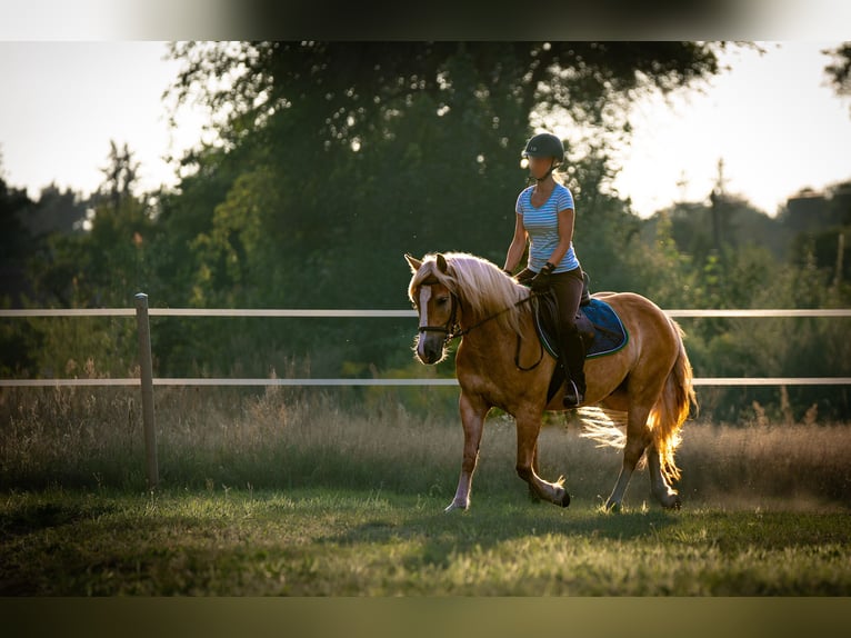 Haflinger Gelding 5 years 14,2 hh in Wildenbruch