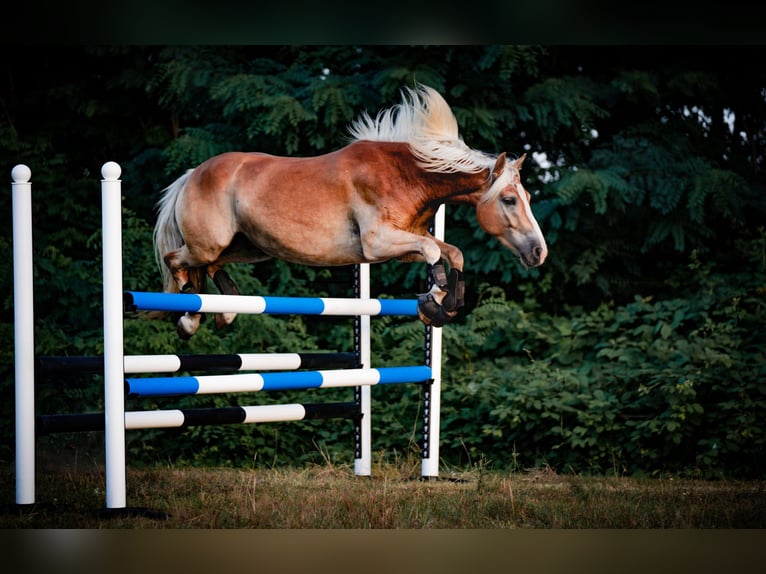 Haflinger Gelding 5 years 14,2 hh in Wildenbruch