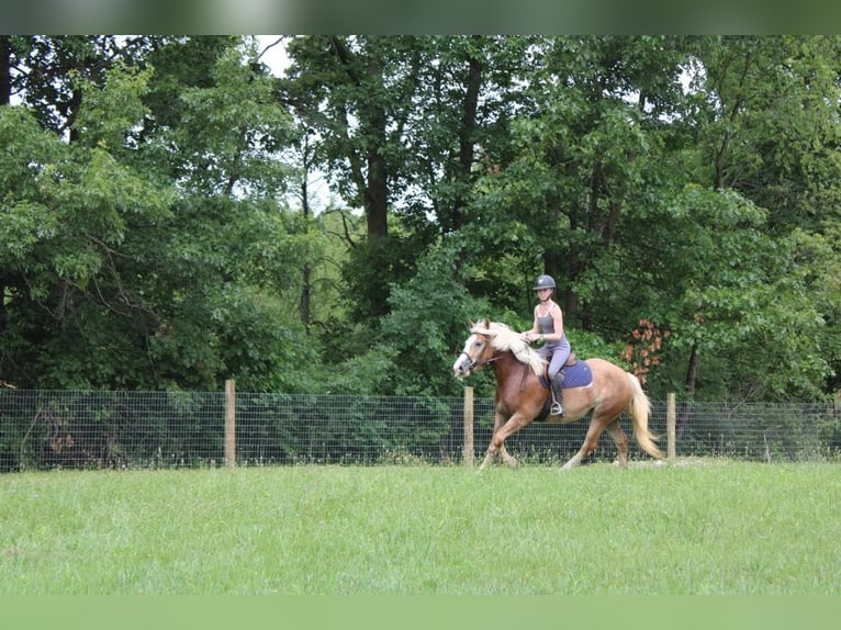 Haflinger Gelding 5 years 14,2 hh Sorrel in Howell MI