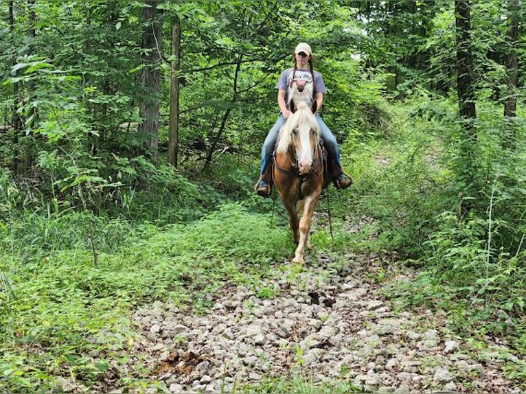 Haflinger Gelding 5 years 14,2 hh Sorrel in Howell MI