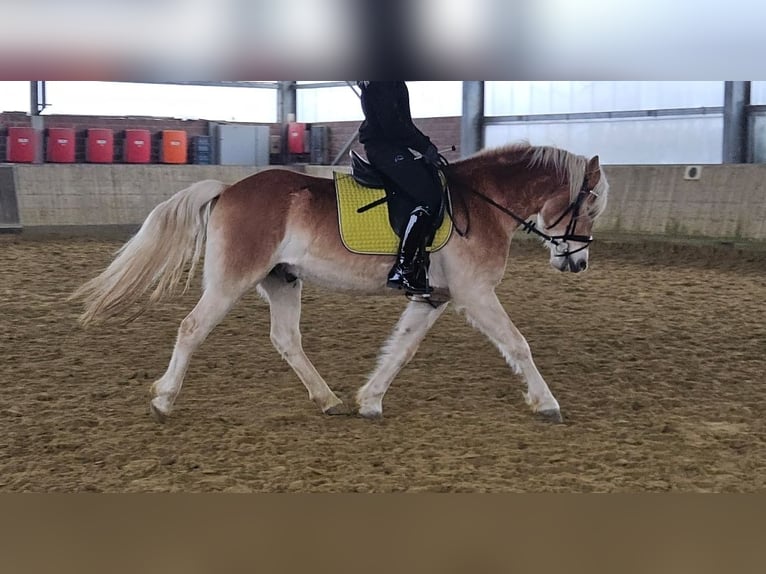 Haflinger Gelding 5 years 14.3 hh Chestnut-Red in Wachtendonk