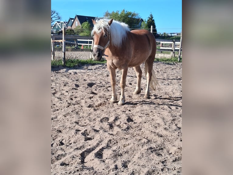 Haflinger Gelding 5 years 14.3 hh Chestnut-Red in Wassenaar