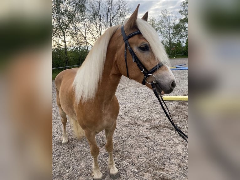 Haflinger Gelding 5 years 14,3 hh in Viernheim