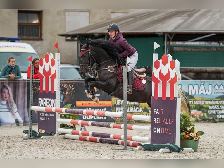 Haflinger Mix Gelding 5 years 14 hh Black in Trencin