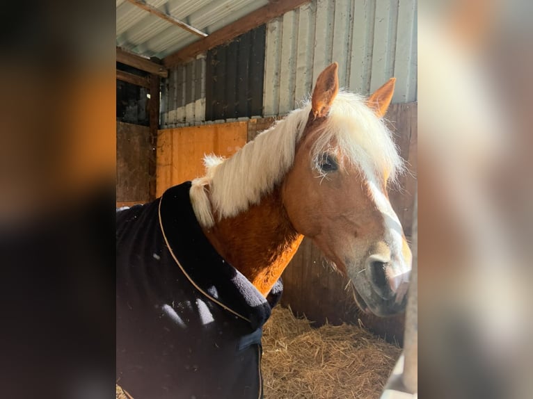 Haflinger Gelding 5 years 14 hh Chestnut-Red in Garrel
