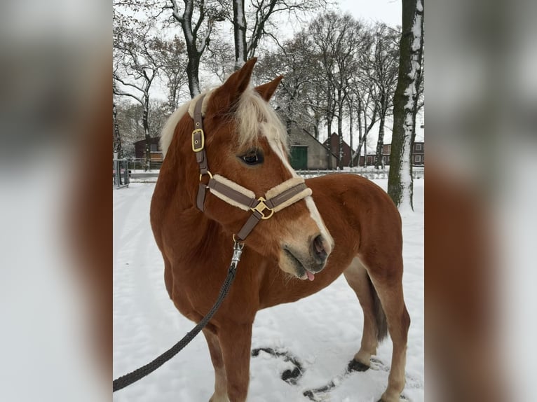Haflinger Gelding 5 years 14 hh Chestnut-Red in Garrel