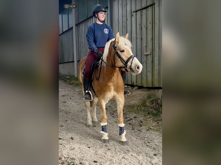 Haflinger Gelding 5 years 14 hh Chestnut-Red in Hellmons&#xF6;dt