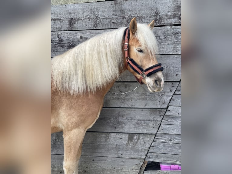 Haflinger Mix Gelding 5 years 14,1 hh Chestnut-Red in Buchholz (Westerwald)Asbach