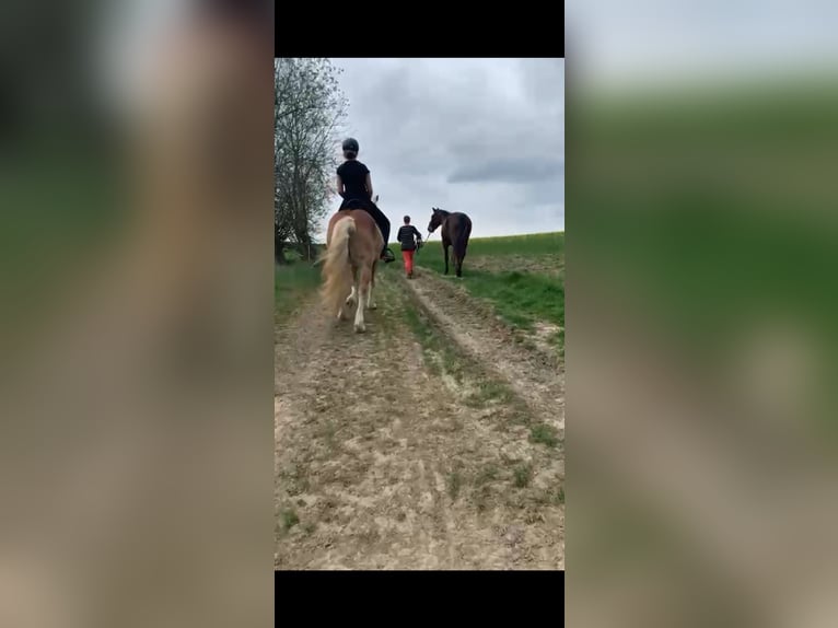 Haflinger Mix Gelding 5 years 14,1 hh Chestnut-Red in Buchholz (Westerwald)Asbach