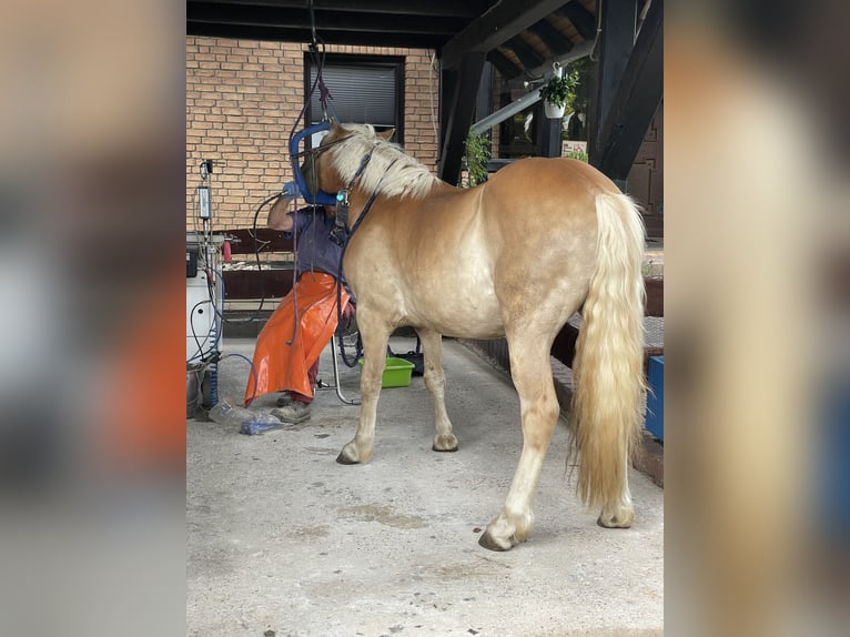 Haflinger Mix Gelding 5 years 14,1 hh Chestnut-Red in Buchholz (Westerwald)Asbach