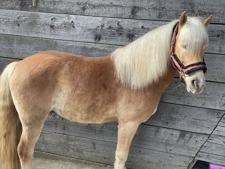 Haflinger Mix Gelding 5 years 14,1 hh Chestnut-Red in Buchholz (Westerwald)Asbach