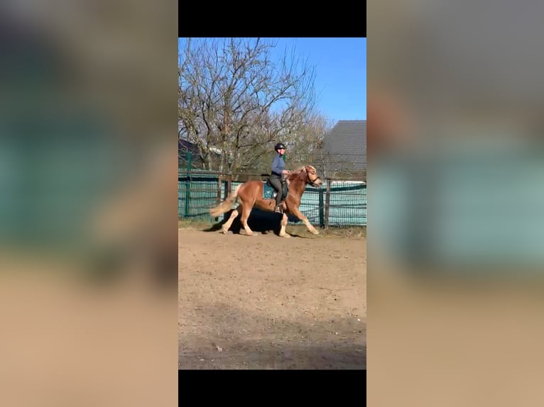 Haflinger Mix Gelding 5 years 14,1 hh Chestnut-Red in Buchholz (Westerwald)Asbach
