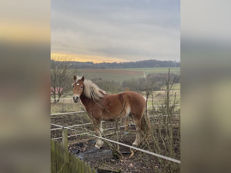Haflinger Mix Gelding 5 years 14,1 hh Chestnut-Red in Buchholz (Westerwald)Asbach