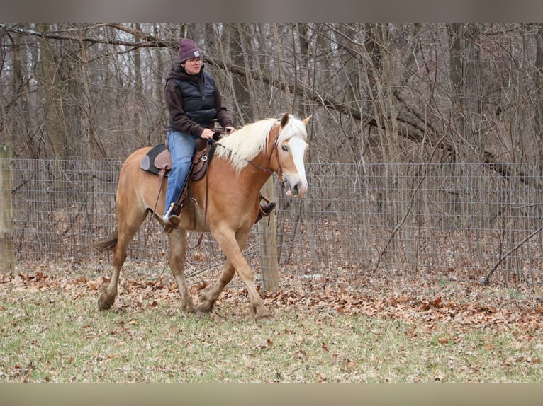 Haflinger Gelding 5 years 14,1 hh Chestnut in Howell MI