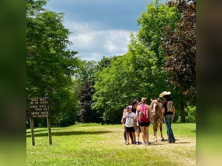 Haflinger Gelding 5 years 14,1 hh in North Windham Haflinger Gelding 5 years 14,1 hh in North Windham