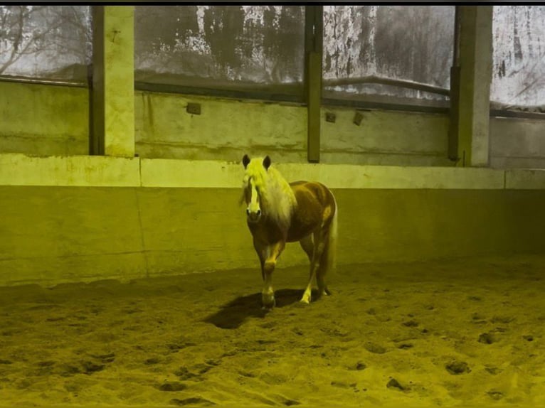 Haflinger Gelding 5 years 14,2 hh Chestnut-Red in Niederzier