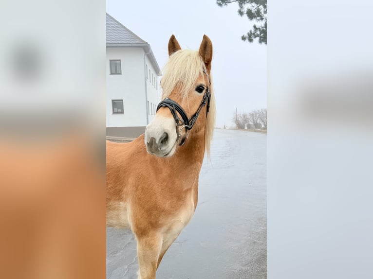 Haflinger Gelding 5 years 14,2 hh Chestnut-Red in Pelmberg