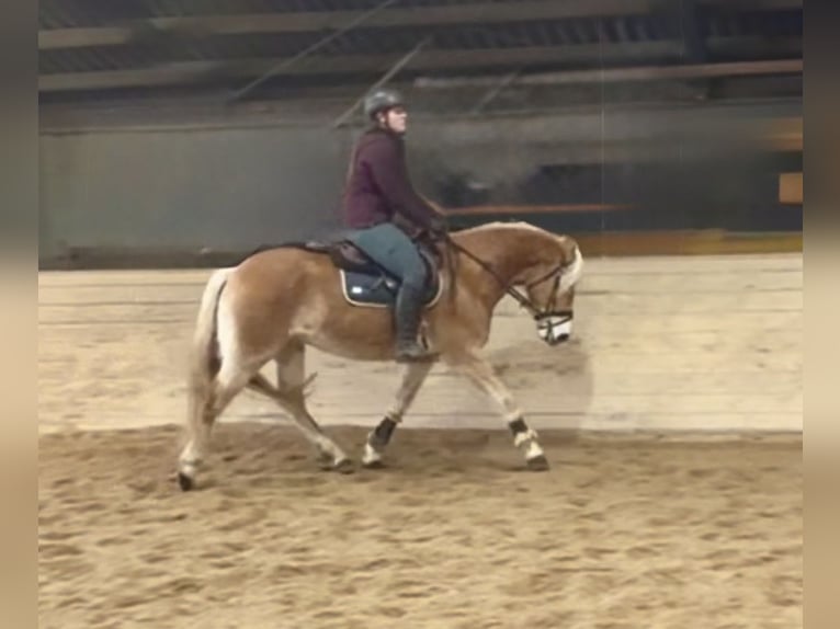 Haflinger Gelding 5 years 14,2 hh Chestnut-Red in Pelmberg