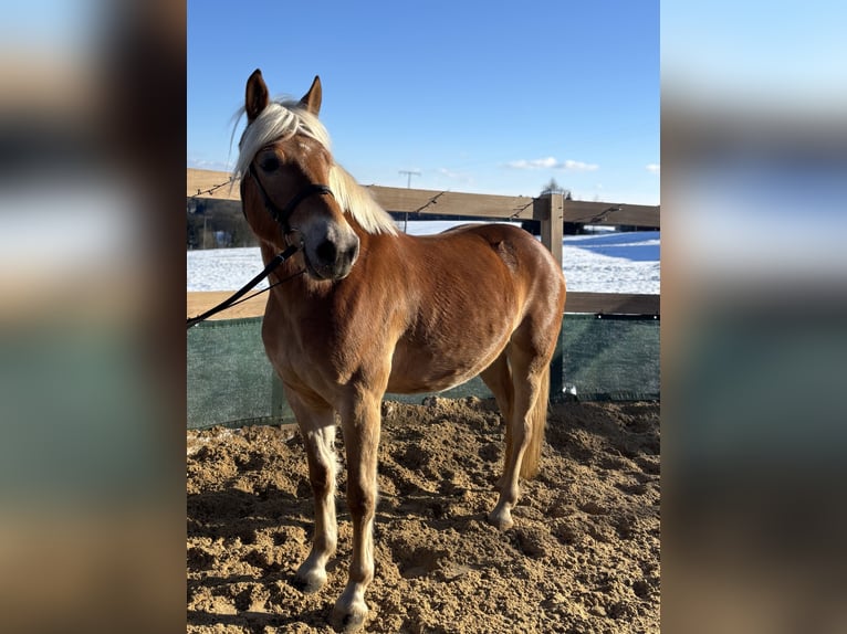 Haflinger Gelding 5 years 14,2 hh Chestnut-Red in Iggingen