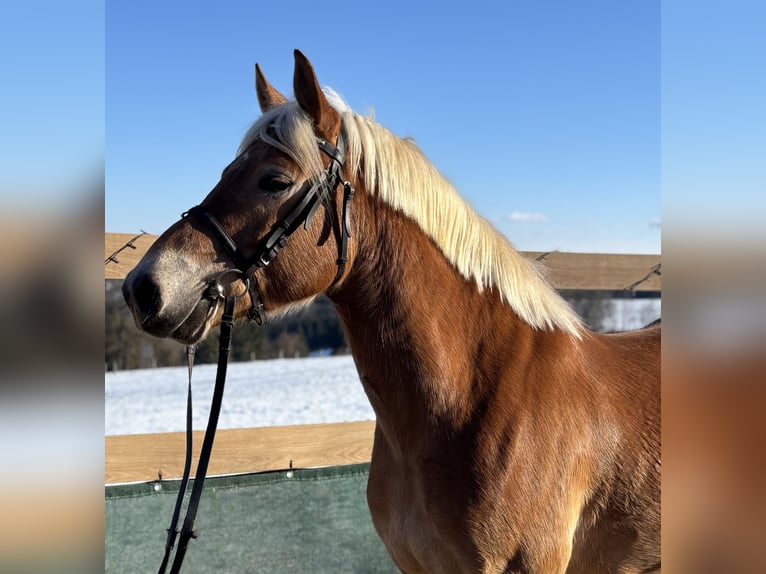 Haflinger Gelding 5 years 14,2 hh Chestnut-Red in Iggingen