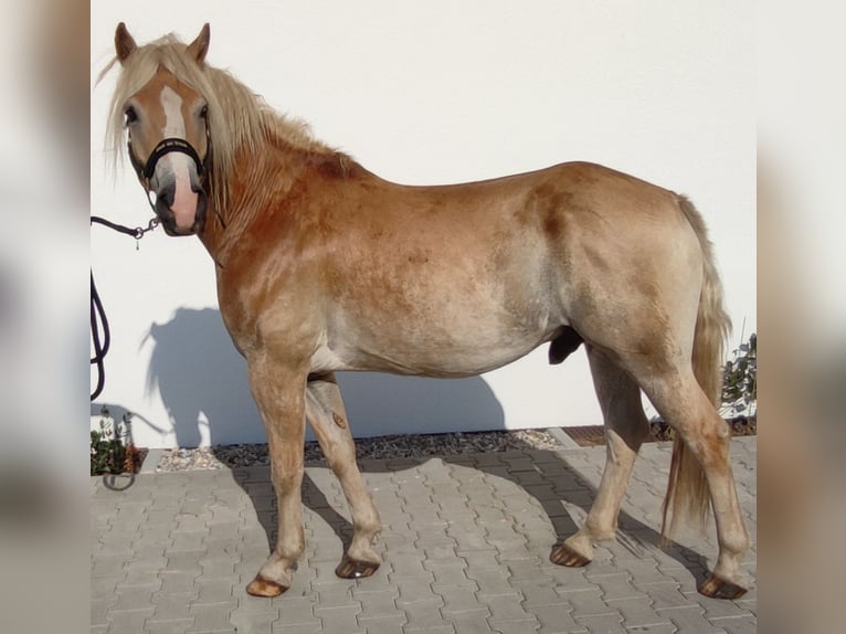 Haflinger Gelding 5 years 14,3 hh Brown-Light in Tuntenhausen
