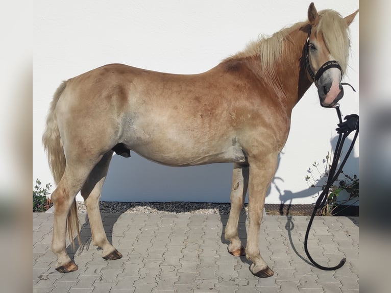 Haflinger Gelding 5 years 14,3 hh Brown-Light in Tuntenhausen