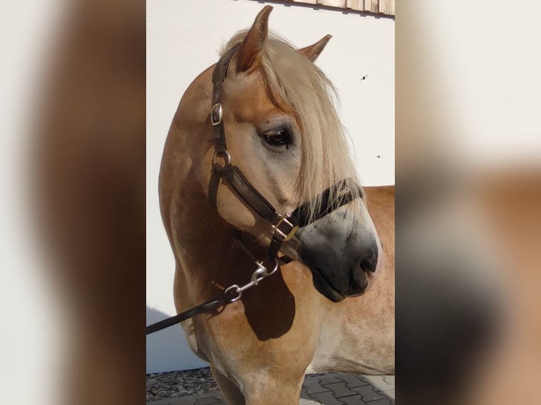 Haflinger Gelding 5 years 14,3 hh Brown-Light in Tuntenhausen