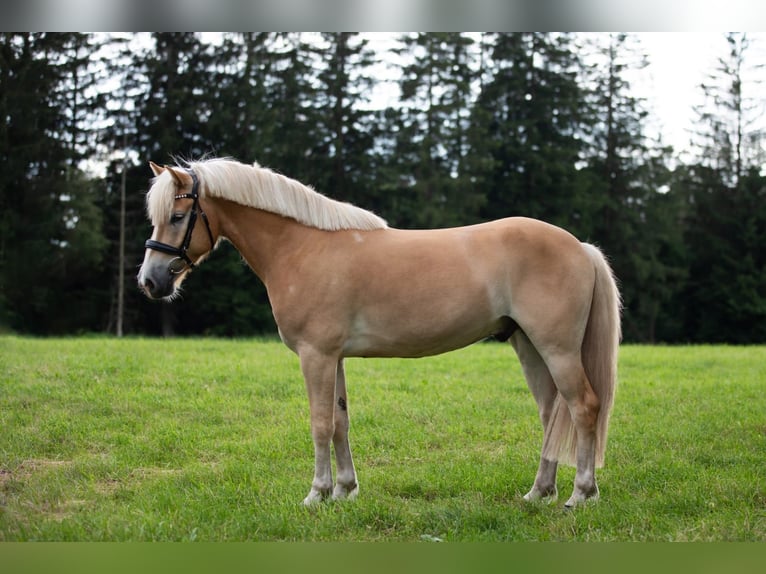 Haflinger Gelding 5 years 14,3 hh Chestnut-Red in Dachau