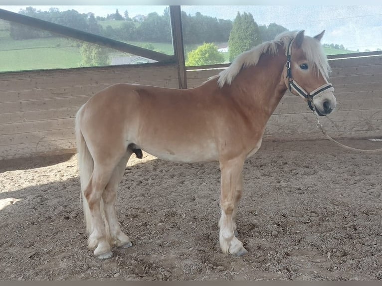 Haflinger Gelding 5 years 14,3 hh Chestnut-Red in Feichten an der Alz