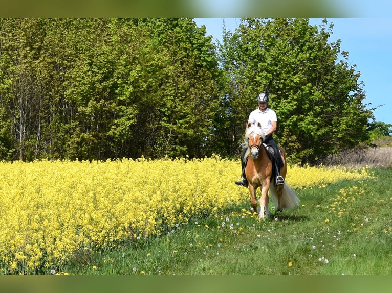 Haflinger Gelding 5 years 14,3 hh Chestnut-Red in Seebad Bansin