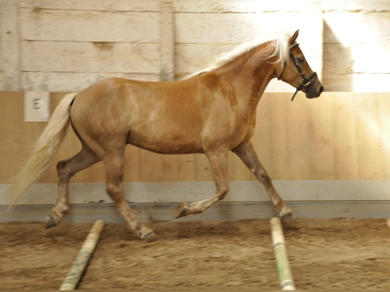 Haflinger Gelding 5 years 15,1 hh in Bad Sulza