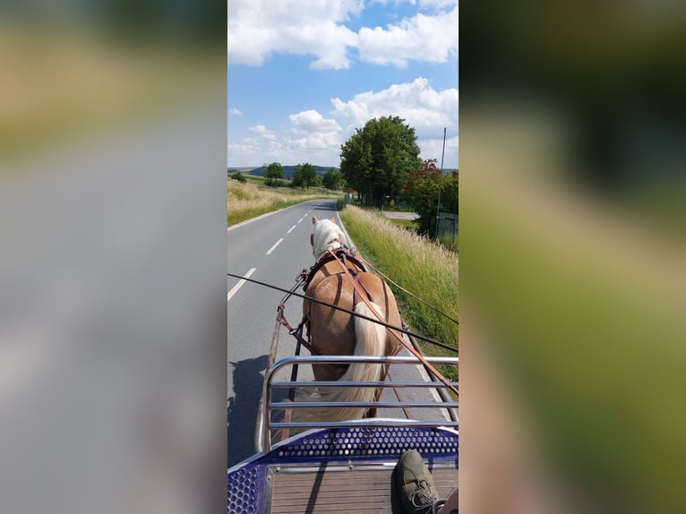 Haflinger Gelding 5 years 15,1 hh in Bad Sulza