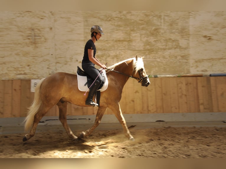 Haflinger Gelding 5 years 15,1 hh in Bad Sulza