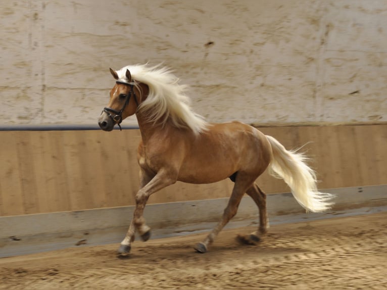 Haflinger Gelding 5 years 15,1 hh in Bad Sulza