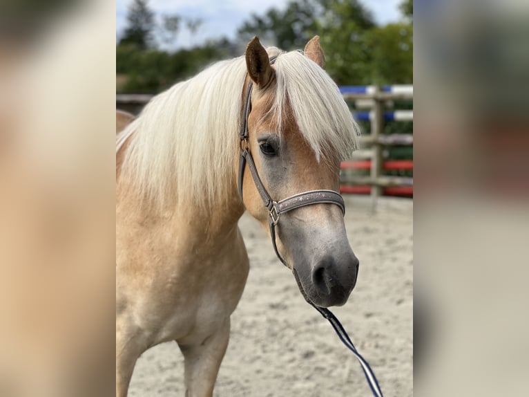 Haflinger Gelding 5 years 15.1 hh  in Ratzeburg