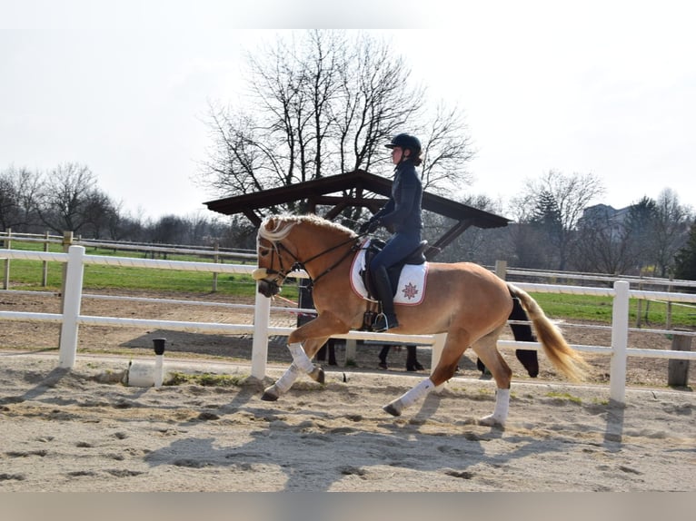Haflinger Gelding 5 years 15.1 hh Palomino in Strass im strassertal