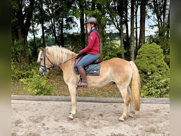 Haflinger Gelding 5 years 15.2 hh Chestnut-Red in Davidschlag