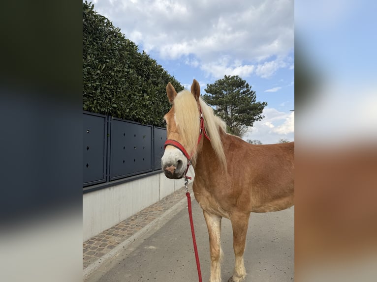 Haflinger Gelding 5 years 15.2 hh  in Kayl