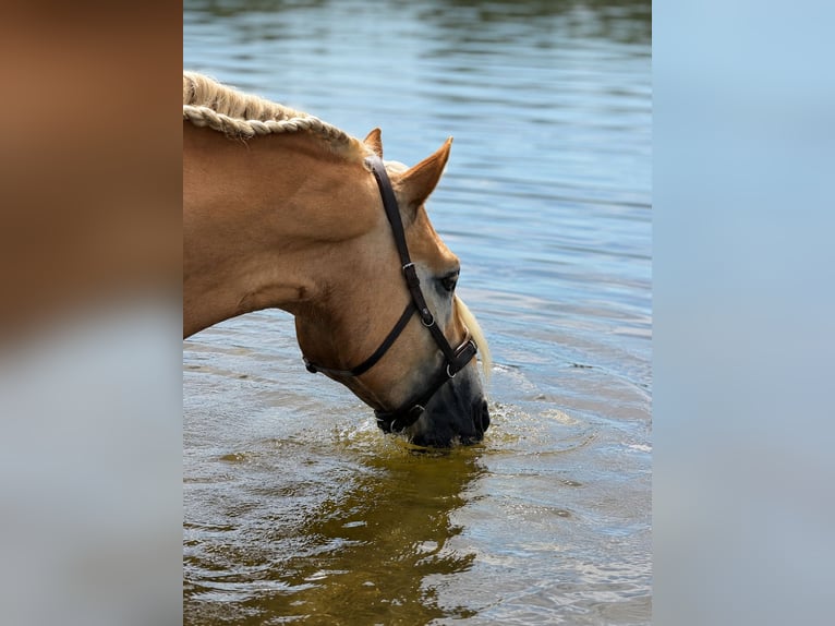 Haflinger Gelding 5 years 15.2 hh  in Kayl
