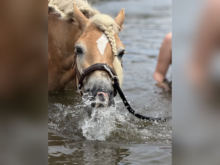 Haflinger Gelding 5 years 15.2 hh  in Kayl